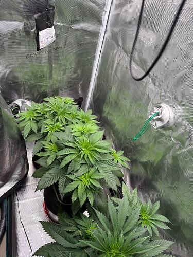 Growreport Bild 3