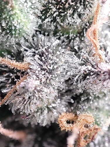 Growreport Bild 43