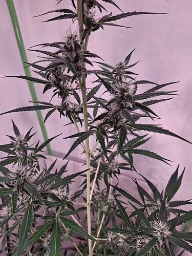 Growreport Bild 203