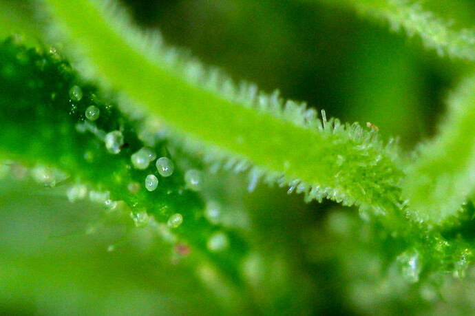 Grow25_0927_DPmicro2