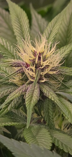 Growreport Bild 9