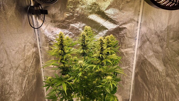 Growreport Bild 7