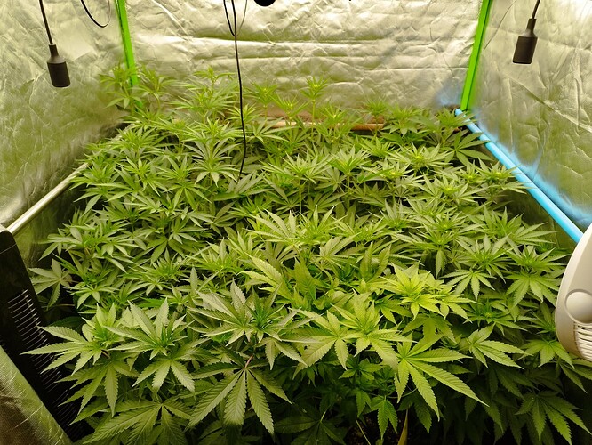 Viele junge Cannabispflanzen in einer Growbox, die sich dicht aneinanderreihen.