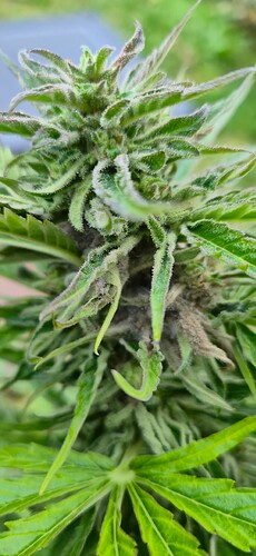Growreport Bild 6