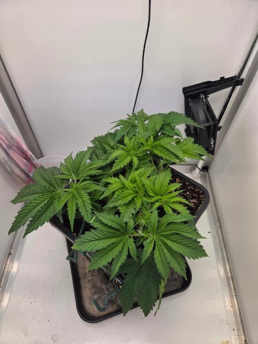 Growreport Bild 1