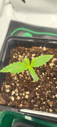 Screenshot_2024-09-12-17-50-19-503_com.miui.gallery