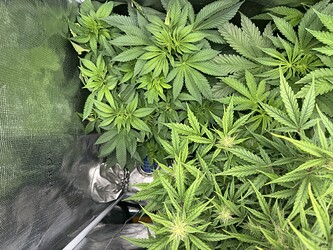 Growreport Bild 3