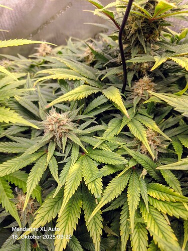 Growreport Bild 12