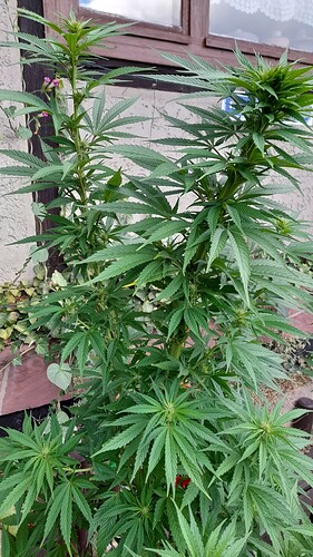 Growreport Bild 2