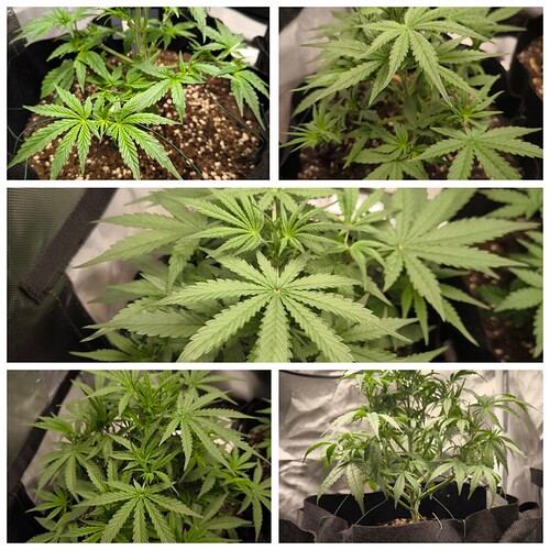 Growreport Bild 3