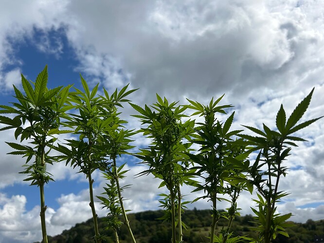 Growreport Bild 17