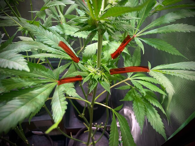 Growreport Bild 2