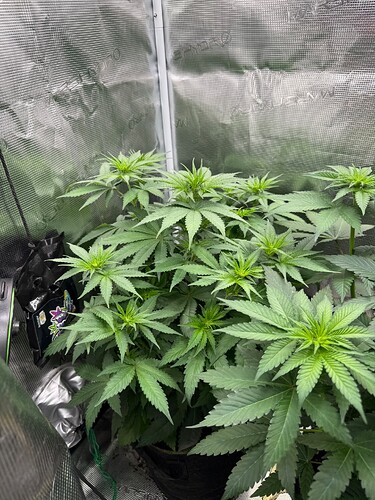 Growreport Bild 4