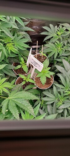 20250417_160215