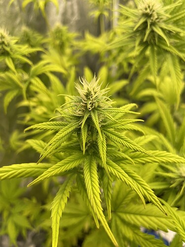 Growreport Bild 11