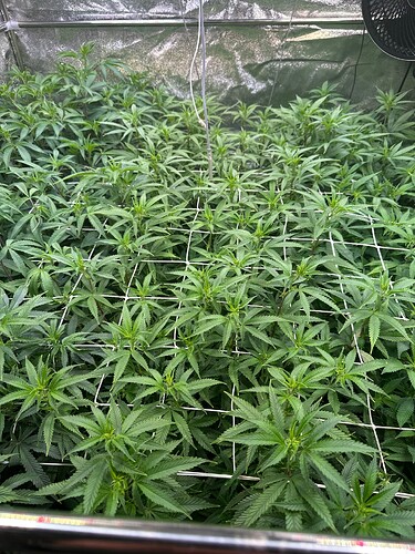 Growreport Bild 52