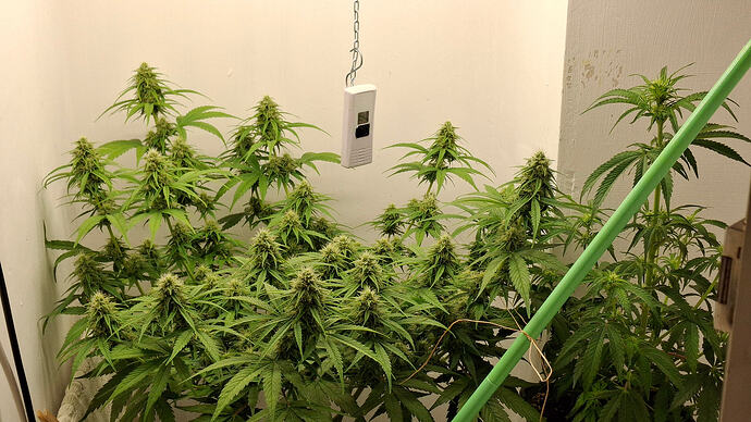 Growreport Bild 294