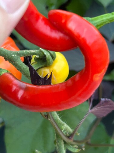 Growreport Bild 96