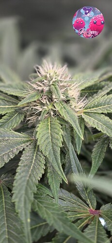 Growreport Bild 46