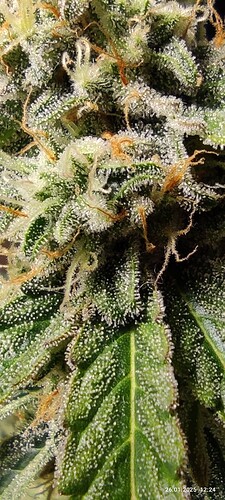 Growreport Bild 6