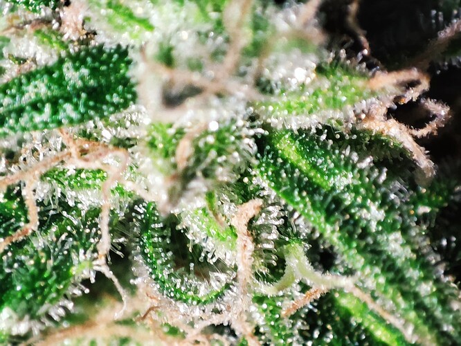 Growreport Bild 42