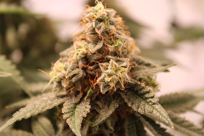 Growreport Bild 17