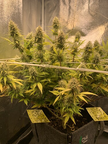Growreport Bild 1