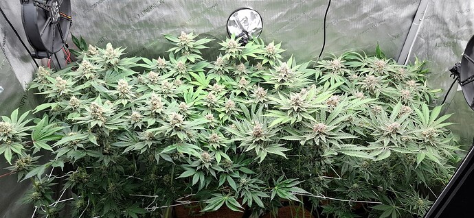 Growreport Bild 1