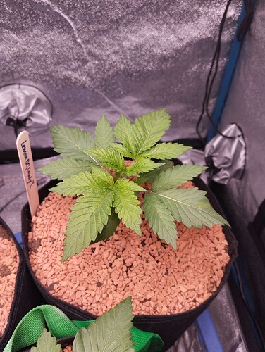 IMG_20241204_183847 - Kopie