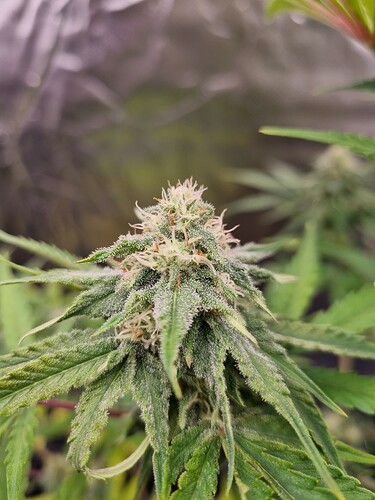Eine blühende Cannabispflanze mit weißen Pistillen und Trichomen, die sich in der Blütephase befindet.