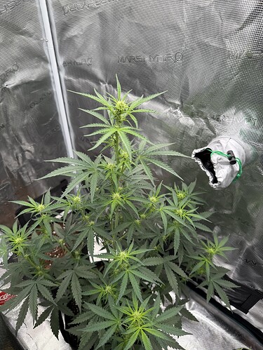 Growreport Bild 15
