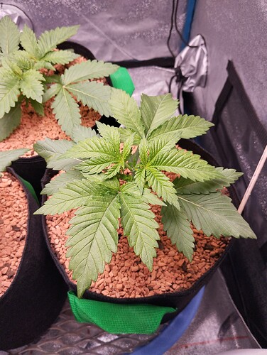 IMG_20241206_181905 - Kopie