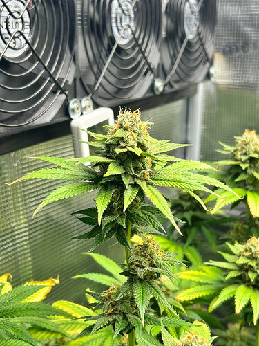 Nahaufnahme eines Cannabis-Buds in der Blütephase in einem Growzelt mit Lüftern im Hintergrund.