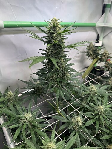 Growreport Bild 42