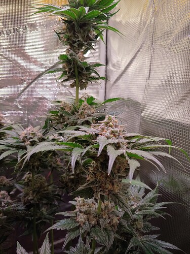 Growreport Bild 11