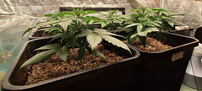 Growreport Bild 4
