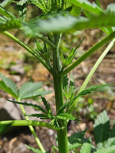 Growreport Bild 3