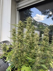 Growreport Bild 8