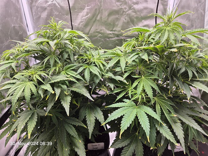 Growreport Bild 4