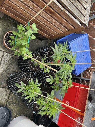 Growreport Bild 5