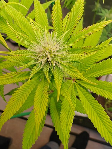 Growreport Bild 5