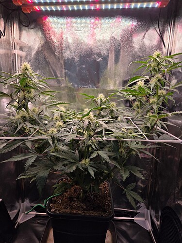Growreport Bild 1