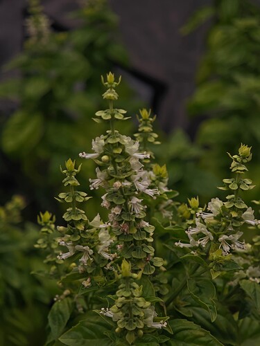 Growreport Bild 1