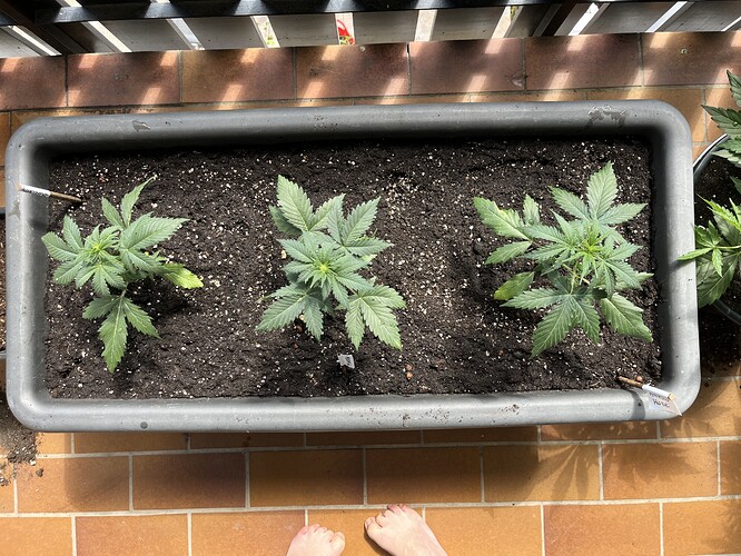 Growreport Bild 4
