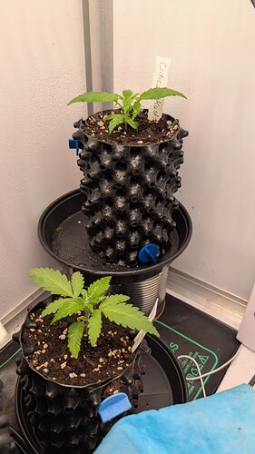 PXL_20250327_172350813.MP