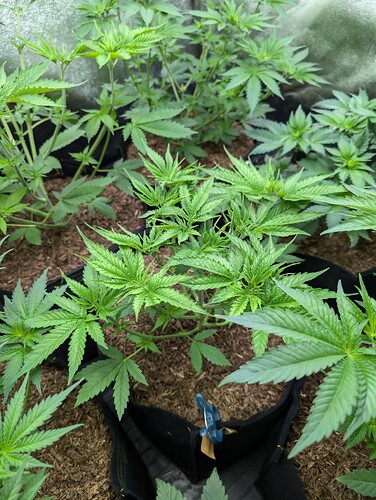 Growreport Bild 17