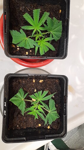 Growreport Bild 12