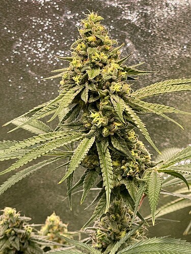 Growreport Bild 57