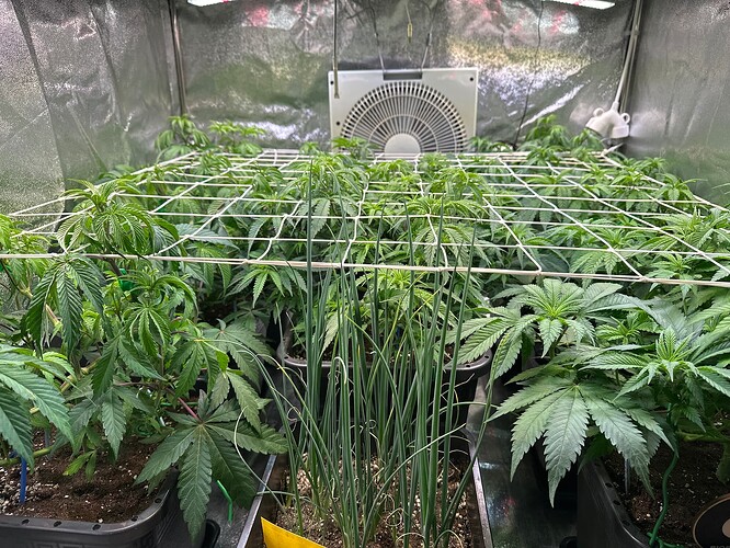 Growreport Bild 27