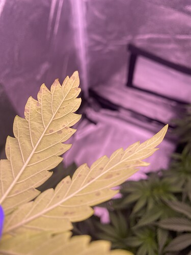 Growreport Bild 5